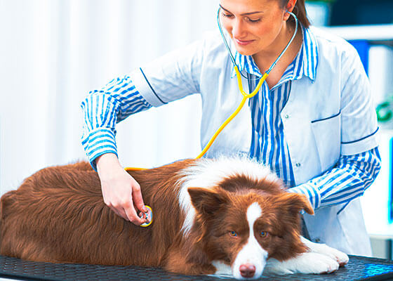Medicina Veterin&aacute;ria