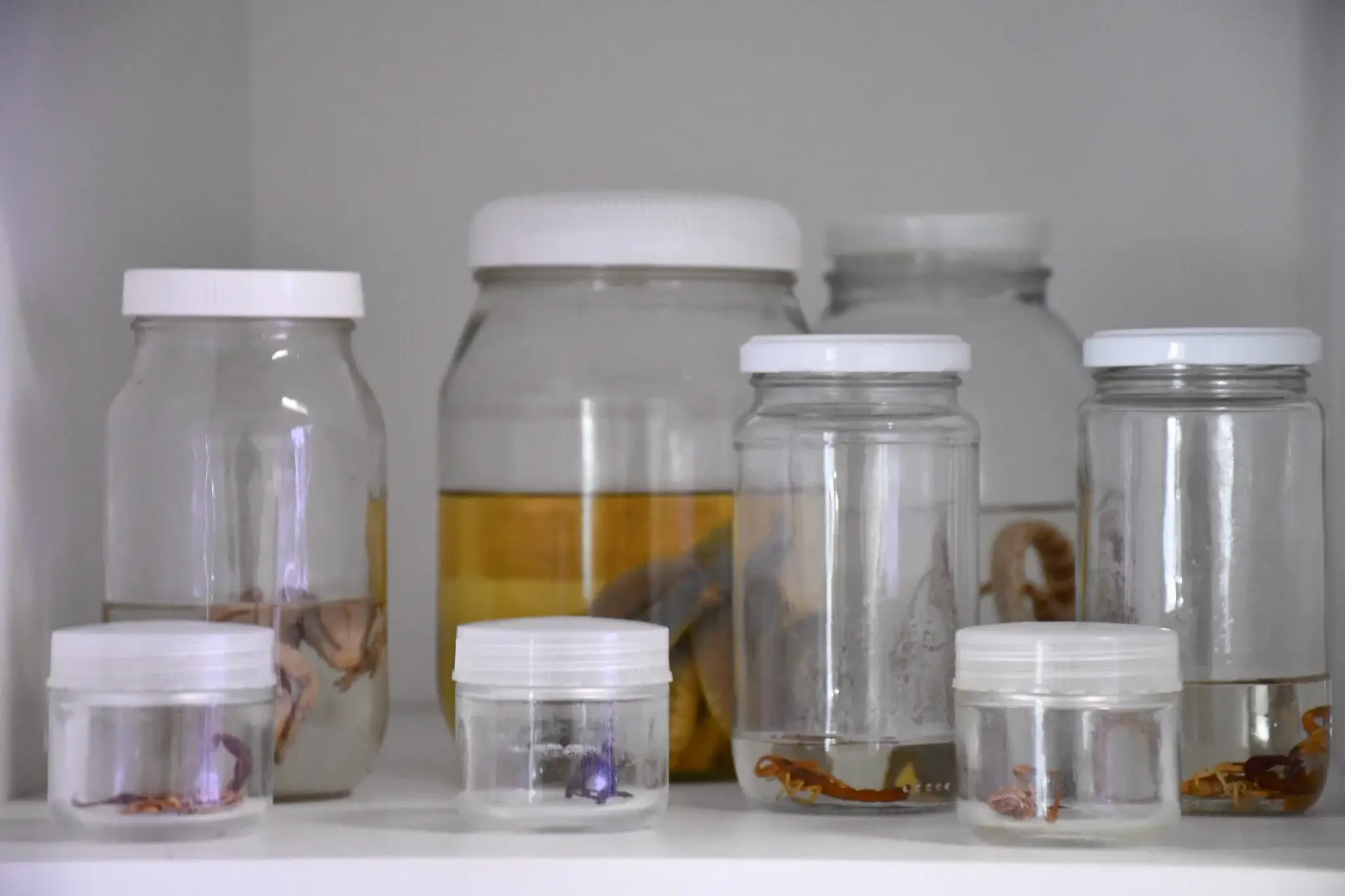 Imagem de animal em laborat&oacute;rio