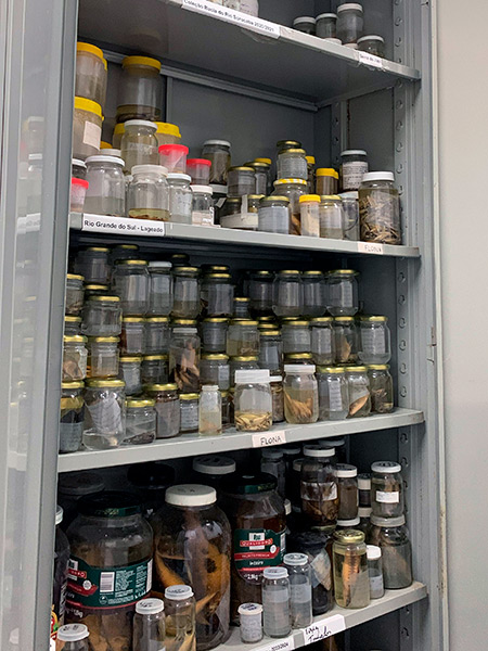 Laborat&oacute;rio de Ecologia Estrutural e Funcional de Ecossistema - LEEF - Agentes Infecciosos