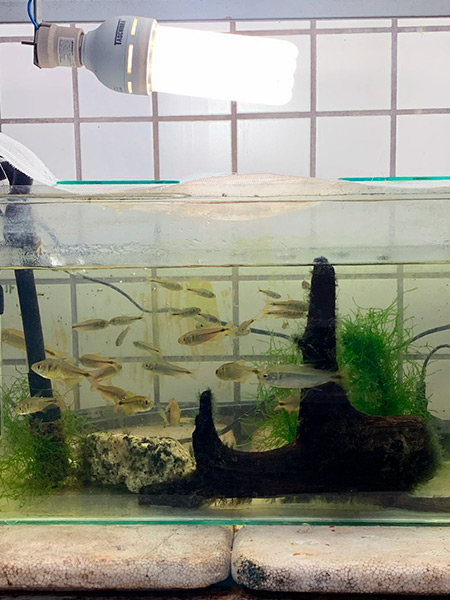 Laborat&oacute;rio de Ecologia Estrutural e Funcional de Ecossistema - LEEF