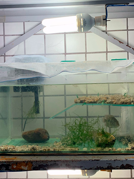 Laborat&oacute;rio de Ecologia Estrutural e Funcional de Ecossistema - LEEF