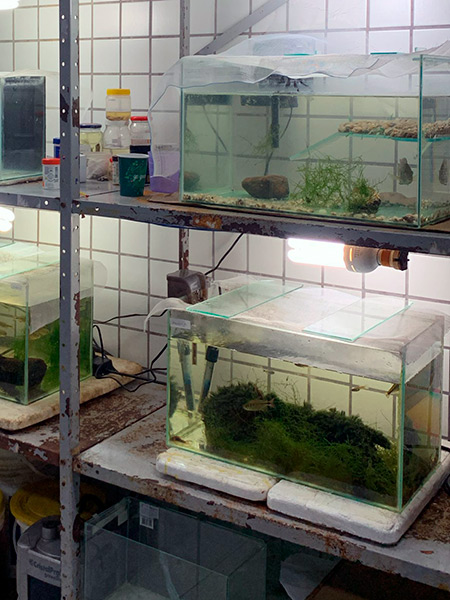 Laborat&oacute;rio de Ecologia Estrutural e Funcional de Ecossistema - LEEF - Agentes Infecciosos